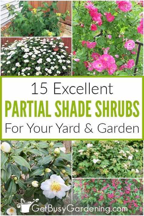 Are you trying to find shrubs that will grow in shady areas? If so, this is the list for you. Learn all about 15 partial shade shrubs that grow well in those dark areas. Whether you are looking for something big or small, flowering or evergreen, there are plenty of options for all kinds of climates. You can even find some partial shade plants that work for privacy hedges on this list. Don’t let a lack of direct sunlight limit your gardening, learn about the bushes that do well in shade. Shaded Garden, Garden Care, Landscaping Ideas, Country, Partial Shade Plants, Shade Shrubs, Shade Garden Plants, Landscaping Inspiration, Shade Garden