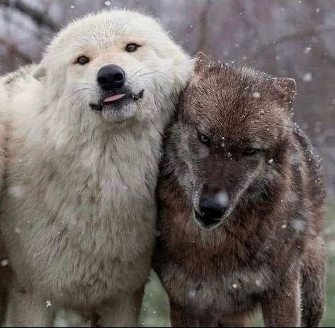 Wolf Pictures, Wolf, Wolf Hybrid, Wolf Love, Wolf Photos, Wolf Dog, Lobos, Red Wolf, Wolf Husky