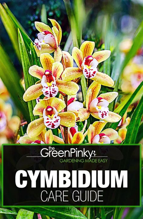 Want to Grow Cymbidium? — Grow Tips (that Work) Metal, Terrariums, Roses, Art, Planting Flowers, Raising, Cymbidium Orchids Care, Orchid Care, Orchid Plant Care