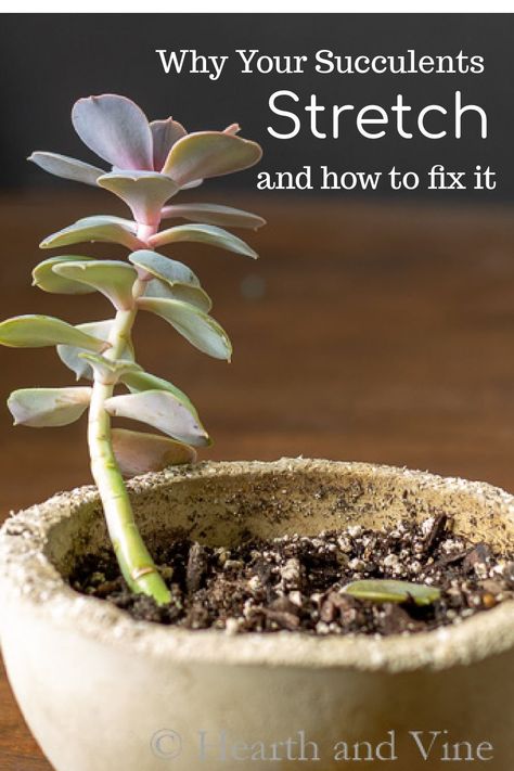 Learn what you can do to fix a stretched succulent plant and how to prevent it in the future. Succulent Growing Too Tall, Succulent Ideas Indoor, Growing Succulents Outdoors, Succulent Planting Ideas, Creative Plant Display Indoor, Growing Succulents Indoors, Unique Succulent Arrangements, Moss Terrarium Ideas Unique, How To Fix Leggy Succulents