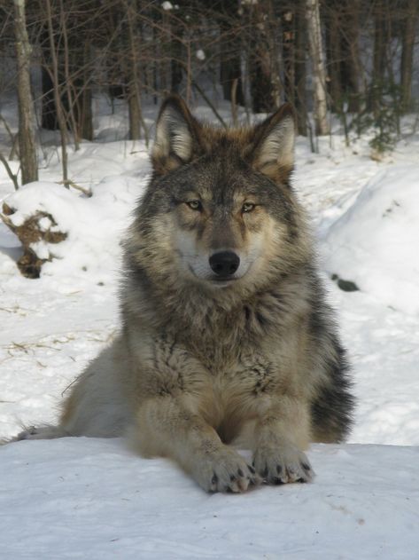 Lobos, Wolf Wallpaper, Wolf, Wolf Images, Wolf Love, Wolf Pictures, Perros, Wolf Photos, Wolf Hybrid