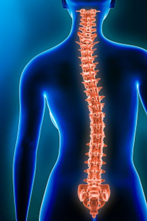 VERTEBRAL COLUMN Human Body, Human Body Parts, Save, Spinal, Vertebrates, Spinal Column, Column, Spinal Cord, Organ System