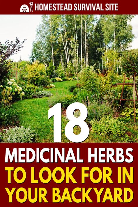 Medicinal Plants, Medicinal Herbs Garden, Medicinal Weeds, Healing Plants, Healing Garden, Growing Herbs, Medicinal Herbs, Healing Herbs, Planting Herbs