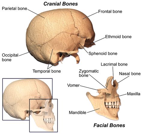 Sphenoid Bone, Anatomy And Physiology, Occipital, Facial Bones, Bones, Facial, The Creator