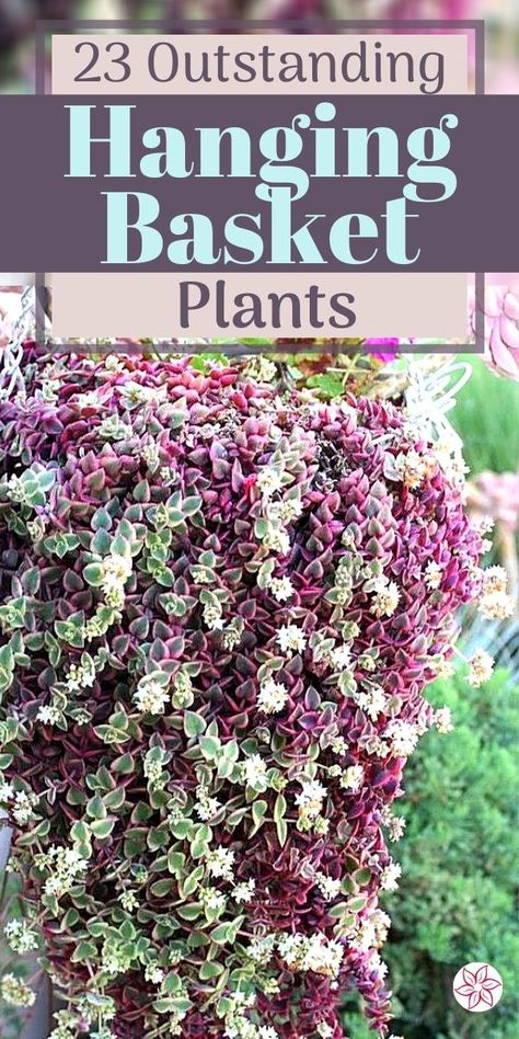 Summer, Home Décor, Plants For Hanging Baskets, Outdoor Pots And Planters, Hanging Planters Outdoor, Trailing Plants Indoor, Plants For Planters, Hanging Flowering Plants, Container Gardening Flowers