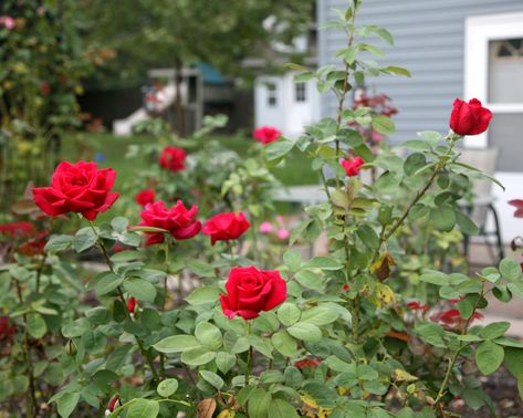 Lincoln, Texture, Roses, Nature, Pink, Gardening, Rose Bush, Red Roses Garden, Rose Garden