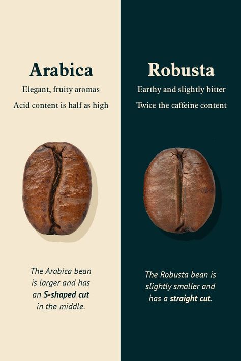 Arabica and Robusta compared: Which variety wins the race? Starbucks, Arabica Coffee Beans, Arabica Coffee, Robusta Coffee, Coffee Ingredients, Coffee Facts, Arabica, Best Coffee, Coffee Guide