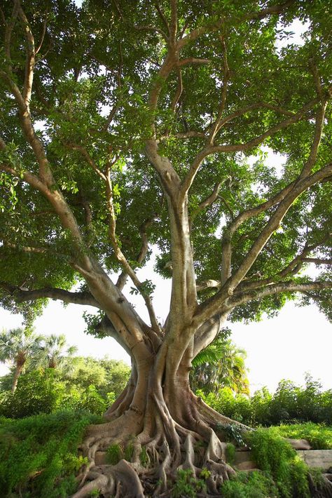 Many varieties of fig trees may grow 10 to 50 feet tall. Gardening, Nature, Trees To Plant, Growing Tree, Tree Care, Cypress Trees, Growing Fig Trees, Garden, Shrubs