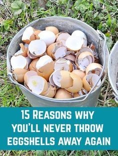 What do you do with your eggshells? If you throw them away or simply compost them, you're missing out on so many brilliant uses! Gardening, Organic Gardening Tips, Outdoor, Growing Vegetables, Egg Shells In Garden, Egg Shell Uses, Eggshell, Fertilizers, Home Vegetable Garden