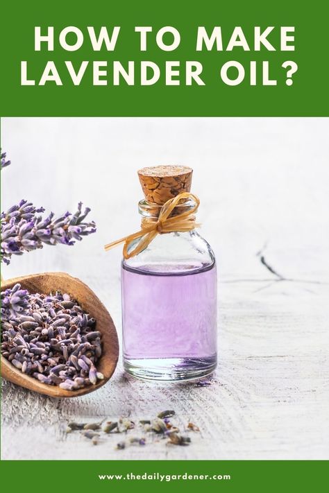 Perfume, Homemade Lavender Oil, Lavender Oil Recipes, Drying Lavender, Lavender Oil Diy, Lavendar Oil, Lavender Essential Oil, Lavender Oil, Infused Oils