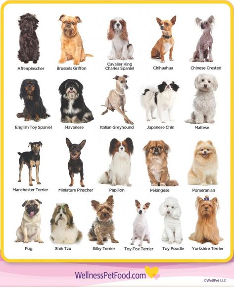 Dog Breeds, Chihuahuas, Pug, Small Dogs, Dog Breeds List, Dog Breeds Chart, Dog List, Dog Breeds Medium, Types Of Dogs Breeds