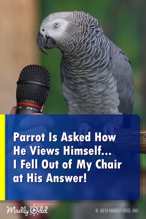 Funny Animal Videos, Pandas, Albert Einstein, Parrots, Humour, Funny Animal Pictures, Talking Parrots, Funny Birds, Funny Parrots