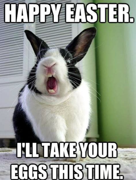 23 funny Easter memes to make you happy - Care.com Resources Humour, Vintage, Funny Eggs, Funny Easter Bunny, Funny Easter Memes, Bunny Meme, Funny Easter Jokes, Bunny Care, Happy Easter Meme