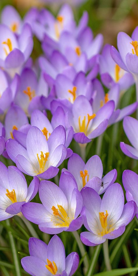 Floral, Flora, Purple Flowers, Violet Plant, Spring Flowers Wallpaper, Violets Flower, Spring Flowers, Crocus Flower, Bloom