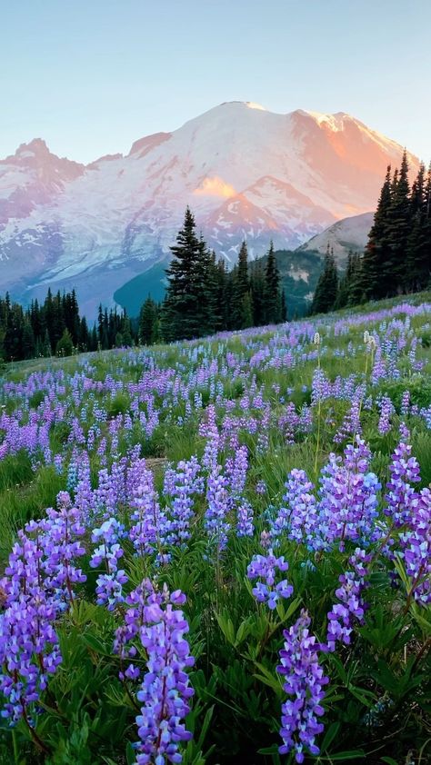 Nature, The Great Outdoors, Outdoor, Seattle, Rocky Mountains, Pacific Northwest, Washington State, Rainier National Park, Wildflowers