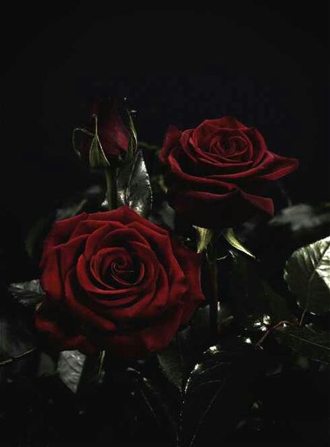 Red Roses Vintage, Rose Wallpaper, Dark Red Roses, Black Aesthetic, Dark Aesthetic, Black Flowers, Red Aesthetic, Dark Flowers, Beautiful