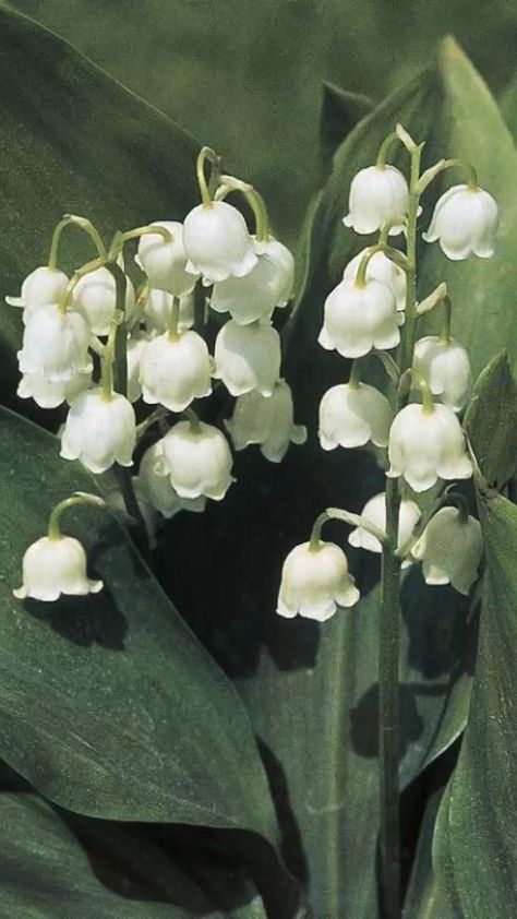 Nature, Lily Of The Valley, Lily Of The Valley Flowers, Lily, White Lilies, Bloom, Rose, White Flowers, Wildflower Garden