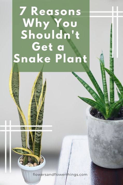 Are you considering getting a snake plant or Sansevieria? Here are seven disadvantages of the snake plant succulent that you should know before you get one. Home Décor, Design, Decoration, Exterior, Art, Inspiration, Diy, Tips, Caring