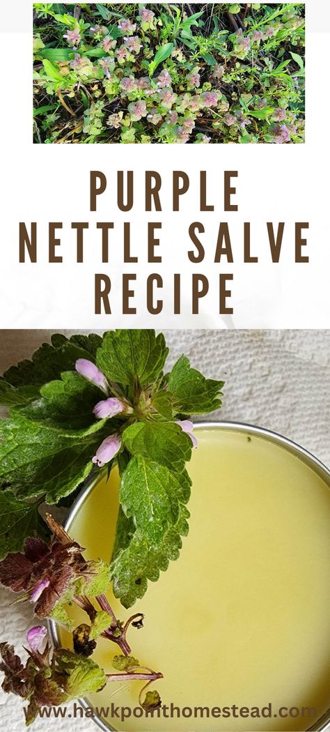 This article will tell you how to make purple dead nettle salve, which has so many uses. Purple dead nettle is a common weed and can be found all over. Ideas, Nature, Scrubs, Herbs, Gardening, Nettle Tincture, Salts, Herbs For Health, Nettle Benefits