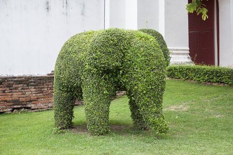 A simple topiary frame trains vines into various shapes. Frame-style topiary is used mainly for potted plants, whether grown indoors or outdoors. When planning your topiary, keep... Diy, Trees, Outdoor, Topiary Diy, Topiary Trees, Outdoor Topiary, Tree, Hunker, Frame