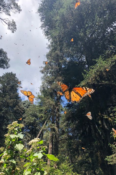 The monarch butterfly migration in Michoacan is one of the best and most beautiful hikes in Mexico. This is exactly how to add it to your travels through the country! #MexicoTravel #MonarchMigration