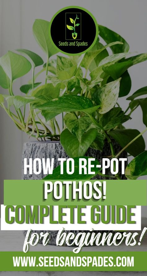 Planting Flowers, Inspiration, Growing Plants Indoors, Repotting Plants, Pothos Plant Care, Growing Plants, Pothos Plant, Plant Care, House Plant Care