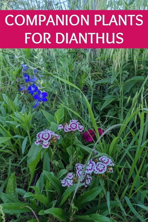 With nearly 350 species of flowering plants, there's a lot you can do with dianthus. Here are the perfect companion plants for dianthus. Have Fun! Gardening, Planting Flowers, Garden Planning, Companion Planting, Ideas, Inspiration, Organisations, Garden Companion Planting, Gardening Tips