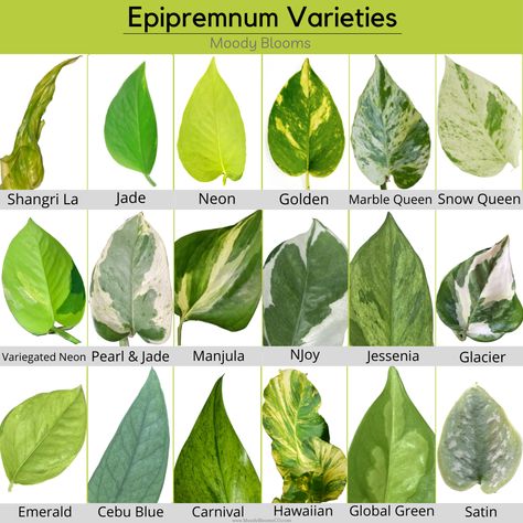 Several Pothos varieties exist and we are going to review each one. Pothos are one of the most popular houseplants. This is due to their low maintenance and beauty. Perfect for beginner plant parents. These hardy plants feature green leaves splashed and marbled in shades of yellow, cream, or white. Planting Flowers, Gardening, Flora, Pothos Varieties Chart, Epipremnum Pinnatum, Types Of Plants, Variegated Plants, Philodendron, Plant Species
