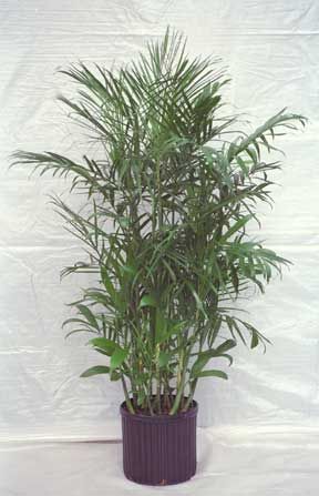The bamboo palm botanically Chamaedorea seifrizii also known as the "reed palm" is one of best indoor palms and houseplants that clean air. [LEARN MORE] Bamboo Palm, Bamboo Palm Indoor, Bamboo In Pots, Potted Bamboo, Bamboo Garden, Palm Plant Indoor, Palm Plant Care, Palm Plant, Growing Bamboo