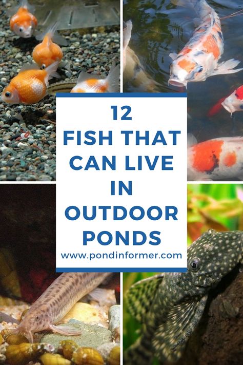 Koi Garden Pond, Small Outdoor Pond With Waterfall, Outdoor Fish Tank Ideas Garden Ponds, Fish Pond Landscaping, Man Made Fishing Pond, Patio Koi Pond, Patio Ponds Ideas, Diy Water Pond, Diy Outdoor Goldfish Pond