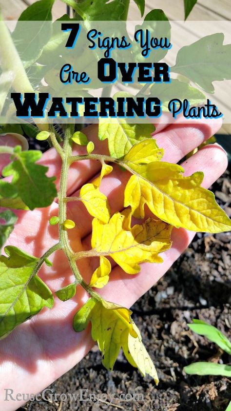 Have you ever wondered if you are over watering your plants? Check out these 7 Signs You Are Over Watering Plants!http://reusegrowenjoy.com/7-signs-you-are-over-watering-plants/ People, Desserts, Outdoor, Fruit, Over Watering Plants, Watering Plants, Garden Watering Schedule, Watering, Garden Pests