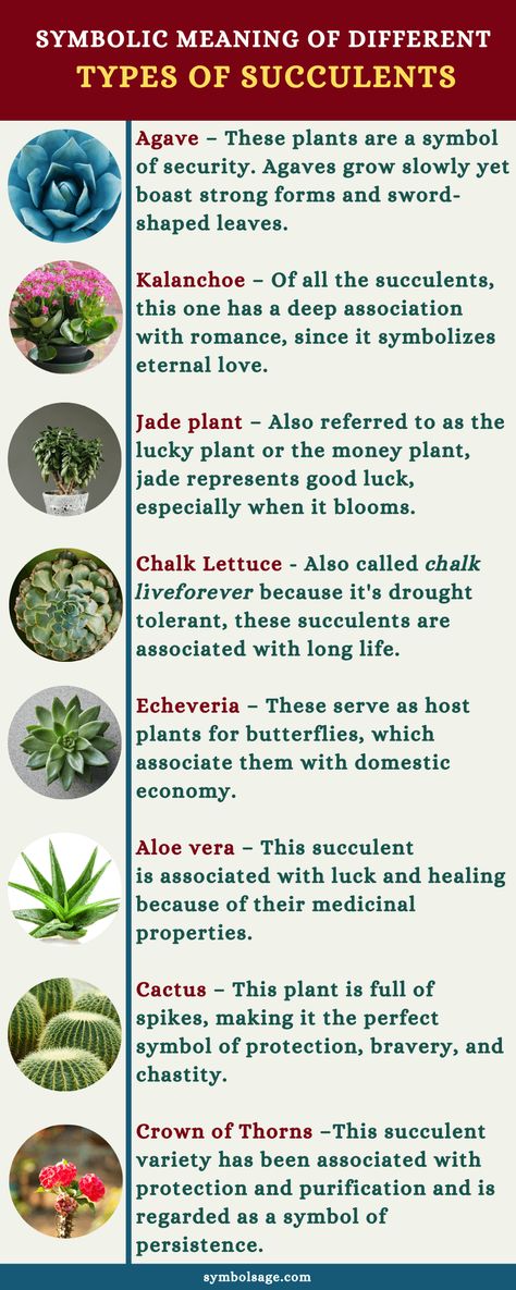 Different types of succulents have different meanings. Here's a look at the symbolism of succulents. Flora, Different Types Of Succulents, Types Of Cactus Plants, Types Of Succulents, Plant Symbolism, Types Of Plants, Plant Meanings, Agave Plant, Jade Plants