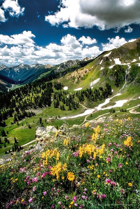 Best Colorado Photography | One of my favorite images from the wildflower season in 1998