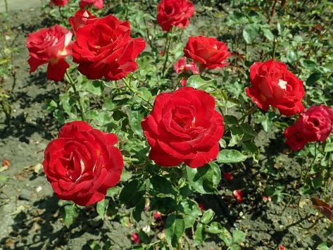 Hybrid tea roses are the most popular variety among garden roses that are well-known for their vibrant colors and elegance. This article will introduce you to five hybrid tea roses that are popular among growers and exhibitors. Roses, Popular, Gardening, Hybrid Tea Roses Garden, Hybrid Tea Roses, Hybrid Tea Roses Care, Tea Roses, Growing Roses, Planting Roses