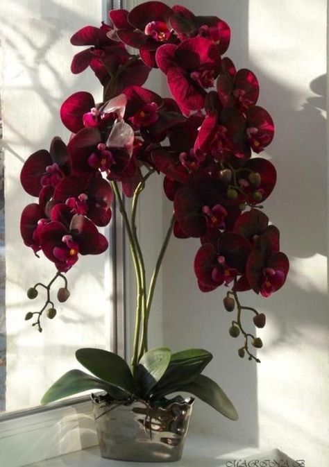 Orchid: How to have a beautiful... - Simple Living Solutions Flowers, Plants, Planting Flowers, Flora, Floral, Red Orchids, Orchids, Orchids Garden, Beautiful Orchids