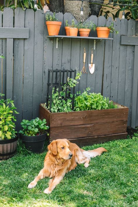 Tips and tricks to growing a small vegetable and herb garden in a small space or backyard. Everything from planters, tools, and what you need to start your own small garden whether it’s a small backyard or tiny patio! Pesto, Small Gardens, Garden Planning, Organic Gardening, Herb Garden, Garden Care, Backyard Vegetable Gardens, Gardening Tips, Veggie Garden