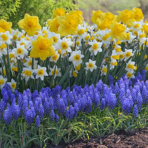 Daffodil Pictures - National Garden Bureau Floral, Hoa, Flores, Bloemen, Bunga, Daffodils, Beautiful Flowers, Bloom, Tuin