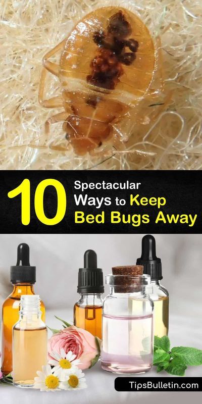 Bugs And Insects, Bed Bugs Essential Oils, Bug Repellent, Bed Bug Spray, Bed Bugs Treatment, Bed Bugs Infestation, What Kills Bed Bugs, Bed Bug Bites Remedies, Bed Bugs Prevention