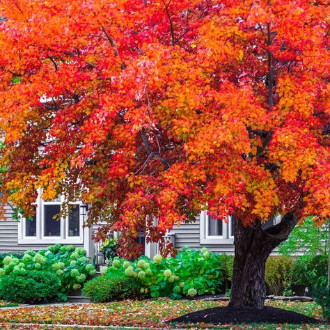 Top 10 Fast-Growing Trees | Family Handyman Design, Layout, Ornament, Gardening, Fast Growing Trees, Fast Growing Shade Trees, Trees To Plant, Garden Trees, Growing Tree