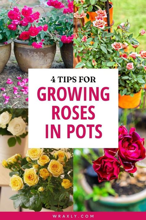 Planting Flowers, People, Roses, Outdoor, Ideas, Gardening, Planting Pot, Planting Roses, Growing Plants