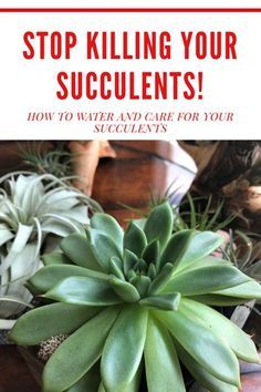 Water, How To Water Succulents, Kill Yourself