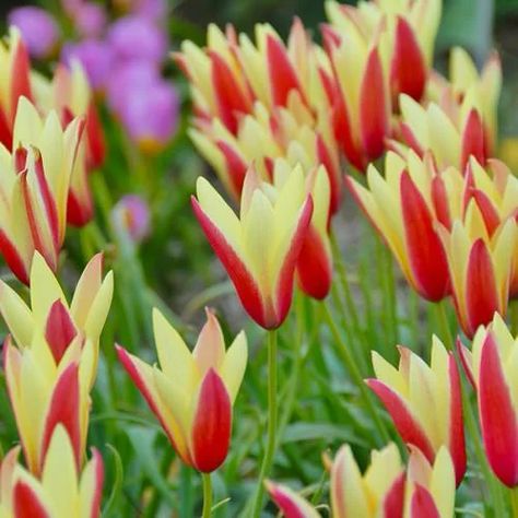 54 Types of Tulip Varieties | Best Tulips for Gardens | Balcony Garden Web Tulips, Flowers, Pink Roses, Hochzeit, Beautiful, Petals, Bloom, Parrot Tulips, Red Roses