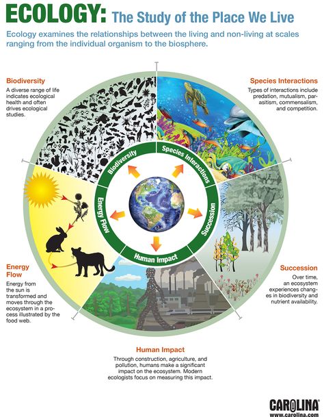 Ecology: The Study of the Place We Live Earth Science, Ecology, People, Environmental Education, Environmental Studies, Environmentalism, Environment, Science Infographics, Human Ecology