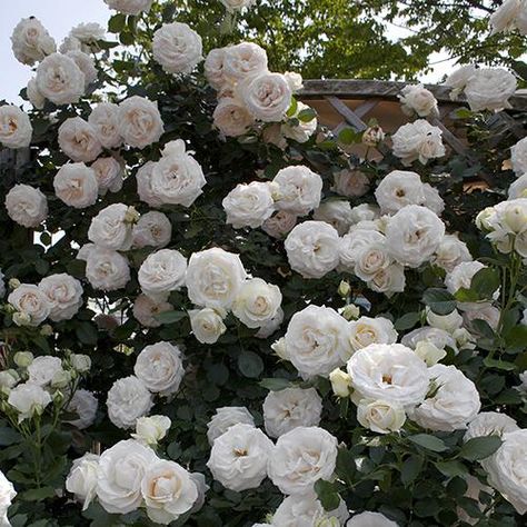Palais Royal, Rose, Hoa, Rosas, Naturaleza, Jardim, Flores, White Roses, Bloom