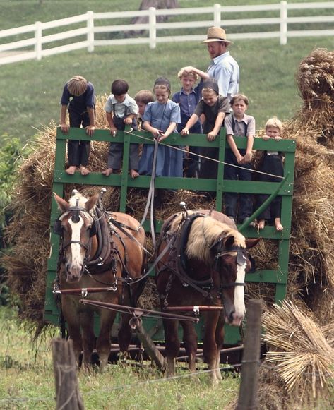 Country Life, Draft Horses, Country, Amish Community, Amish Farm, Amish Family, Amish Country, Amish Country Ohio, Farm Life