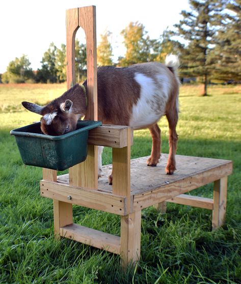 Goats, Animals, Cattle, Animals And Pets, Four Legged, Goat House, Barn Animals, Goat Farming, Goat Playground