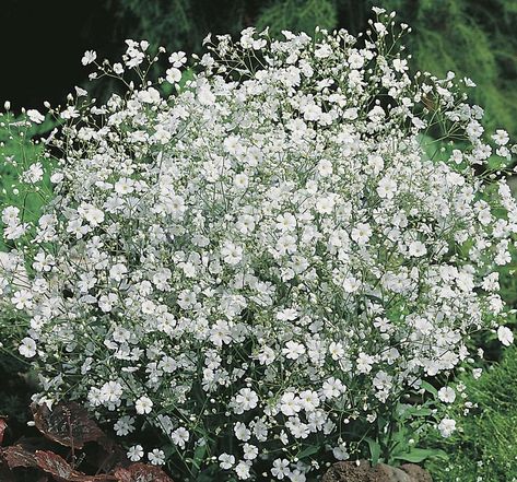 Gypsophila elegant (Gypsophila elegans) is a wonderful annual plant, blooming with hundreds of tiny flowers with a diameter not exceeding 2 cm. Its thin, delicate but stiff shoots reach up to 50 cm in length and branch very strongly, creating large, large clumps. The grayish-green, lanceolate leaves of gypsophila also serve as decoration.Sowing seeds directly into the ground is carried out in spring. Snow-white flower cushions will look best in a small spacing of 15 x 20 cm. The elegant gypsophi Plants, Planting Flowers, Flower Beds, Annual Plants, Organic Seeds, Gypsophila Elegans, Garden Seeds, Gypsophila, Flower Garden
