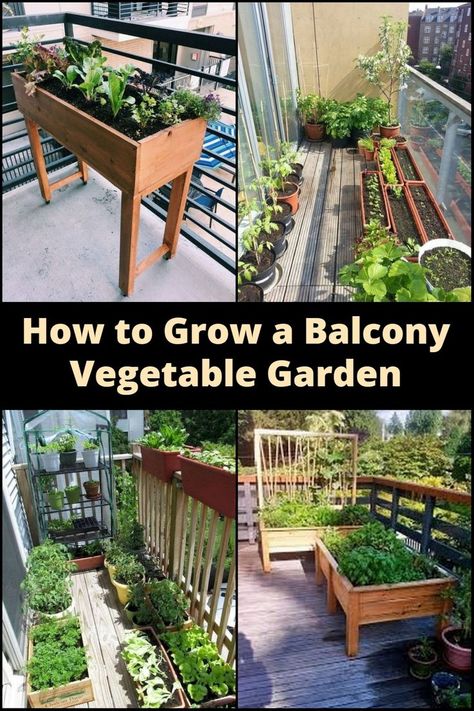Limited space? No problem! Discover the secrets to cultivating a thriving vegetable garden on your balcony. Explore innovative ways to maximize space and bring homegrown goodness to your table! Vegetable Garden, Balcony Gardening, Small Vegetable Gardens, Raised Vegetable Gardens, Balcony Herb Gardens, Garden Ideas For Small Spaces, Apartment Vegetable Garden, Apartment Herb Gardens, Garden Projects