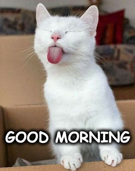 Humour, Good Morning Cat, Good Morning Animals, Good Morning Greetings, Good Morning Funny, Good Morning Funny Pictures, Cute Good Morning Quotes, Cute Good Morning Images, Good Morning Wishes