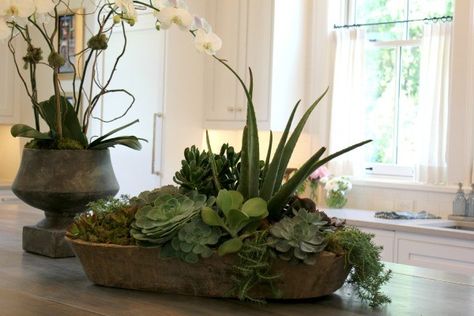 14 Stunning Home Ideas I Found in One Place Succulent Gardening, Plants, Gardening, Planters, House Plants, Indoor Plants, Succulent Bowls, Succulents Garden, Succulent Centerpieces
